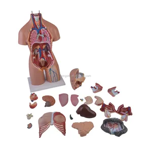 Kingstic Natuurlijke Grootte Medische Educatief Anatomie Model Met Stand