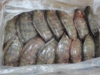 Volle Zwarte Tilapia IQF Diepvriesvis 100% Natuurlijk OPTIMUM Merk China Groothandel Export