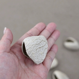 Wholesale Natural Dried White Fruit Shell Hollow Shell For Handcraft DIY And <b>Wind</b> <b>Chimes</b> - Product Image 2