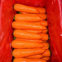 Nouvelles récoltes de carottes rouges fraîches, directement de l'usine, prix bas, carottes jaunes propres et lavées