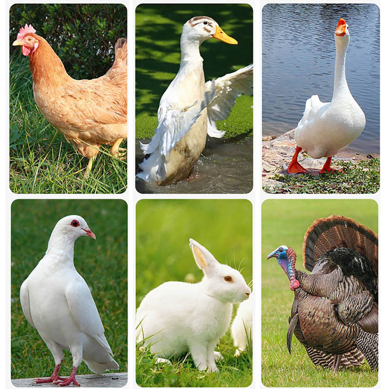 cage for fighter chickens