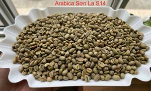 Café Vert Arabica Catimor S18 du Vietnam, Grains Entièrement Lavés, Grade 1, Origine Traçable, Café Certifié - Product Image 3