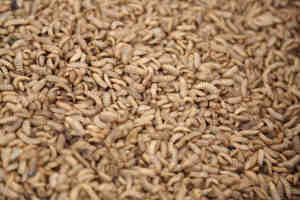 500-600 kg/saat böcek tozu işleme tesisi sarı Mealworm yağsız <span class=keywords><strong>Protein</strong></span> un makinesi BSF larvalar yemek ve yağ yapma makinesi - Product Image 5