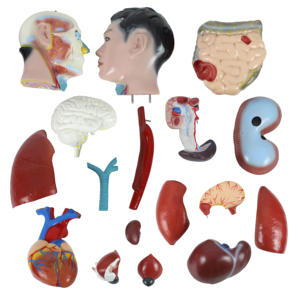 Modè<span class=keywords><strong>le</strong></span> de système d'anatomie humaine de torse anatomique médical masculin de 85cm - Product Image 4