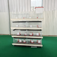 Cage à poussins et poulets de chair à petit prix avec système d'abreuvement automatique à vendre