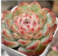 Délicat centre de table, plante succulente Echeveria Jade Flute en pot, feuillage vert et rouge, ornement purificateur d'air pour présentation sur étagère de chambre