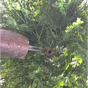 Cyprès artificiel hôtel décoration de la maison paysage en pot <span class=keywords><strong>petit</strong></span> arbre faux pin et cyprès arbre décoration de l'arbre de Noël terres - Product Image 3