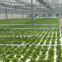 Filet hydroponique solution nutritive système nft ferme de champignons zip grow fraise planter NET tasses en verre couverture de serre