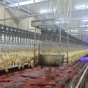 Qingdao Raniche Gevogelte Butcher Dier Abattoir Machines Evisceration Van Kip