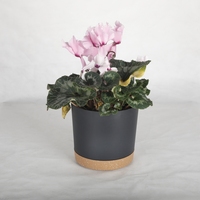 Fabricant de gros petit pot de fleur en plastique de 8 pouces avec soucoupe jardin décoration de la maison pots de plantes d'intérieur en plastique