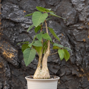 [<span class=keywords><strong>Ficus</strong></span> Palmeri] Figuier de Roche Caudex, Plante Succulente, Plante Rare Résistante à la Sécheresse, Type <span class=keywords><strong>Cactus</strong></span>, Spécimen de Bonsaï Exotique du Désert - Product Image 4