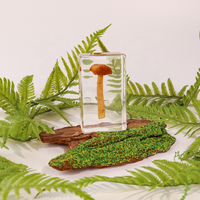 Petits spécimens de plantes séchées pour taxidermie, décoration biologique, champignons, artisanat en résine fait main