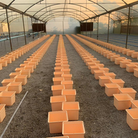Système de Culture Hydroponique Professionnel à Canaux NFT, Seaux Hollandais et Pots Bato, Haute Qualité 2022, pour la Culture de Tomates, Concombres et Poivrons