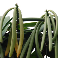 Extrait de gousse de vanille pure Co2 liquide 1kg huile essentielle d'oléorésine de vanille naturelle parfum hautement parfumé pour la fabrication de parfums