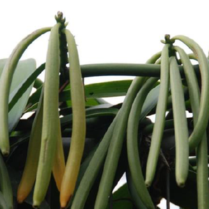 Extracto de CO2 de vainilla pura líquido 1kg aceite esencial de oleorresina de vainilla Natural fragancia altamente perfumada para la fabricación de perfumes - Product Image 1