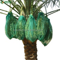 Sac à cordons vert 80x100cm 50g/m² durable WEINONG pour la récolte des dattes, structure stable et autoportante pour usage agricole