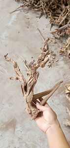 Groothandel <span class=keywords><strong>aquarium</strong></span>- en bonsai-<span class=keywords><strong>mangrove</strong></span>-afzettinghout, wortelhout, tweetyhout - Product Image 2