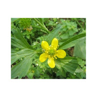 Poudre d'extrait de griffe de chat, poudre de griffe de chat, Uncaria Tomentosa 10:1, 20:1, soluble dans l'eau pour compléments alimentaires