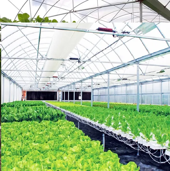 Low Cost Agricultural Plants Tunnel vegetable Hydroponic Growing Systems vegetable Greenhouse