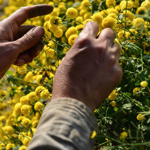 Té orgánico de flor de Manzanilla de margaritas florecientes de la mejor calidad directamente de Vietnam a precio competitivo - Product Image 1