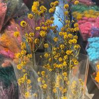 Grosir Satu Atap Tanaman Stirlingia Latifolia Alami Awet 60-70cm, Tanaman Abadi Asli Tiger Eyes untuk Dekorasi Rumah