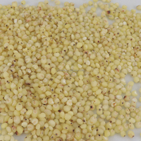 Semillas de Sorgo con Cáscara y sin Cáscara, Granos de Sorgo Blanco Milo Kaoliang