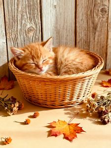 Litière pour chat en bentonite de sodium et charbon actif, agglomération rapide, hautement absorbante, écologique, biodégradable, jetable aux toilettes, extra - Product Image 6