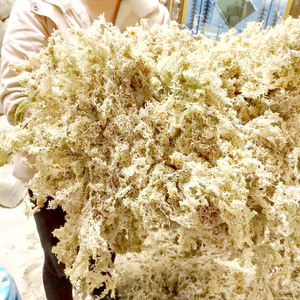 Musgo Sphagnum bien drenado de nutrientes para Venus <span class=keywords><strong>Atrapamoscas</strong></span> y crecimiento de plantas carnívoras Propagación suculenta y desarrollo de raíces - Product Image 5