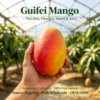Mangga Shaanxi Guifei Premium Kualitas Ekspor Standar GlobalGAP Panen Segar 12cm 5.5kg Bersertifikat HACCP