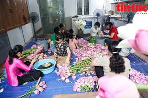 Té perfumado de loto a granel: ayuda natural para dormir y relajarse, brebaje botánico saludable, calidad de exportación-LOTO AZUL VIETNAM - Product Image 3