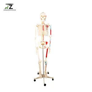 真人大小的人体骨骼模拟器，带半侧肌肉着色医学骨骼模型，用于解剖教育