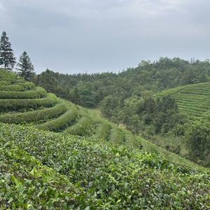 ผงชา hojicha บรรจุกระป๋องผง hojicha คั่วผง hojicha สำหรับทำขนมอบ - Product Image 5