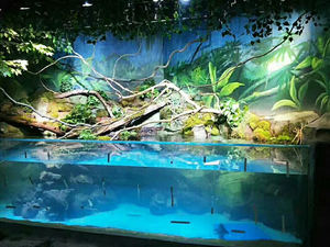 Visornes — <span class=keywords><strong>aquarium</strong></span> acrylique de grande taille, animaux à vendre, 30 ans - Product Image 5
