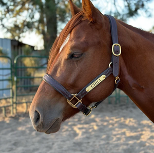 Licol de luxe personnalisé pour l'équitation, réglable, avec boucles carrées, en cuir de haute qualité, style western, avec nom - Product Image 3
