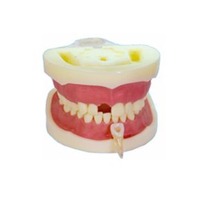 Modèle de racine dentaire modèle d'éducation des dents de pratique - Product Image 1