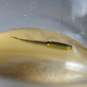 Esca da pesca in plastica morbida artificiale da 75mm 8.5cm TPE Topwater esca galleggiante per spigole - Product Image 4