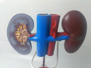 Modèle de système urogénital masculin anatomique de démonstration authentique d'anatomie humaine d'éducation médicale pour la formation de pratique d'enseignement - Product Image 5