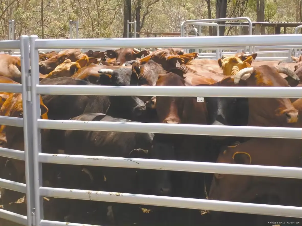 Usato per il bestiame dell'azienda agricola e la recinzione delle pecore l'alta qualità ha saldato l'utilità ha smontabile la trincea smontabile dell'acciaio inossidabile