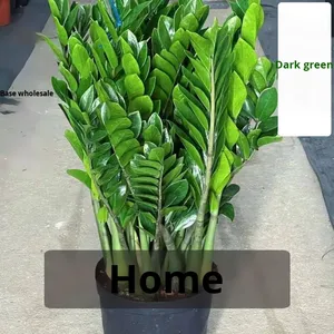 Arbre à argent en pot, plante d'intérieur facile à cultiver, purificateur d'air, protection contre les radiations, <span class=keywords><strong>fleur</strong></span>, salon, quatre saisons, bureau, prospérité - Product Image 4