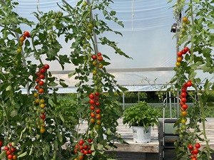 Estufa Comercial de Tomate África do Sul 8x40m | Estrutura de Aço Galvanizado + Painéis de Policarbonato - Product Image 4