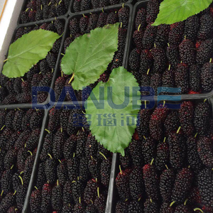 High Productivity Heat Pump Drying Oven Room Mulberry Fruit Dehydrator Machinery Fruit Drying Room - Product Image 3