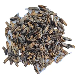 Dragon fish food from China, pet food high protein dried cricket