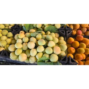 Amandes vertes fraîches de qualité supérieure, jeunes amandes croustillantes, saveur naturellement fraîche, produit saisonnier unique pour les importateurs - Product Image 2