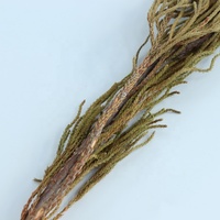 Bunga Kering Bunga Lengket Bahan Berkualitas Tinggi Abadi Dekorasi Dinding Alami untuk Desain Pernikahan Bunga Lavender Kering