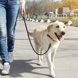 Laisse en Corde de Nylon Premium pour Chiens 4 Pieds (122cm) Largeur 10mm - Product Image 5