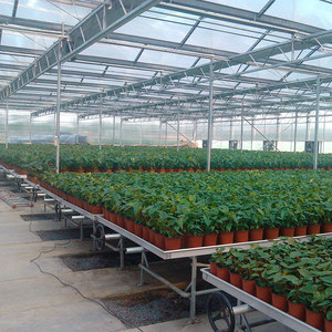 Smart Agricultural Multi-Span Venlo Tempered <strong>Glass</strong> <strong>Greenhouse</strong> with Solar Photovoltaic <strong>Panels</strong> and Steel Frame for Plant Growth - Product Image 4