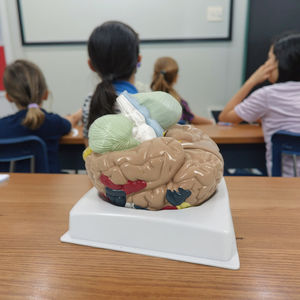 Model anatomi otak fungsional dan Regional daerah daerah daerah kortikal Model otak - Product Image 5