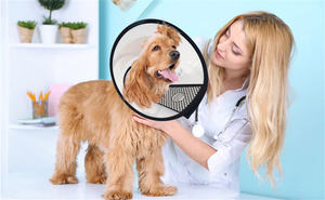 Hina-collar anti mordedura para mascota, accesorio para gato y perro, venta al por mayor - Product Image 6