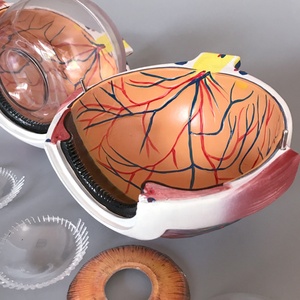 Modelo Anatómico de <span class=keywords><strong>Ojo</strong></span> Humano de Plástico con Aumento de 6X para Enseñanza Médica, con Vasos Sanguíneos y Globos Oculares Desmontables, CE/ISO - Product Image 6