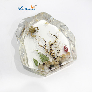 Coral Seascape Embedded Specimen Display Stand, Exquisite Ornament for Schools and Museums, Teaching Equipment for Primary and - Product Image 5